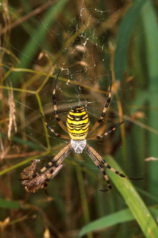 Argiope_bruennichi_P1493_Z_90_Les Gris_Frankrijk.jpg